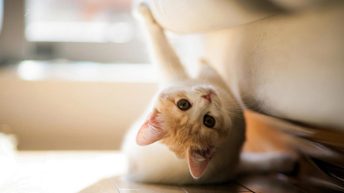 宠物健康管理App